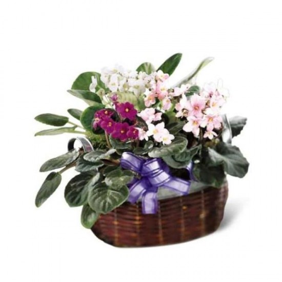 African Violets